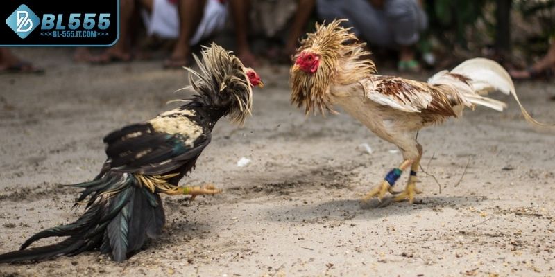 Tính giải trí cao kịch tính