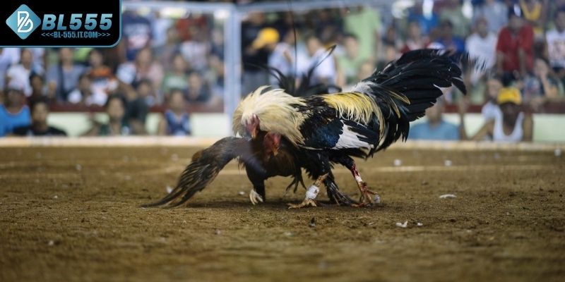 Luật chơi đá gà Campuchia trong phân định thắng thua